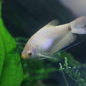 Three spot gourami (Trichopodus trichopterus)