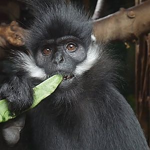Paul & Lynsey's Zoo Tour #93 Rotterdam Zoo (Diergaarde Blijdorp) - YouTube