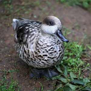 Marbled teal