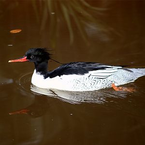 Scaly-sided merganser