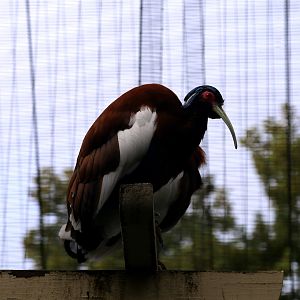Madagascan ibis