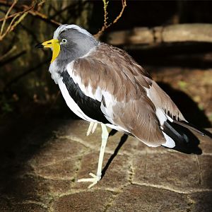 White-crowned lapwing (Vanellus albiceps)