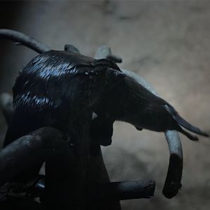 Platypus on a branch