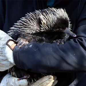Short-beaked echidna