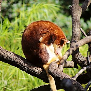 Matschie's tree-kangaroo