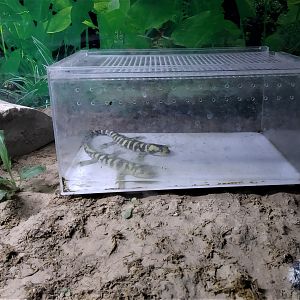 Western Tiger Salamander