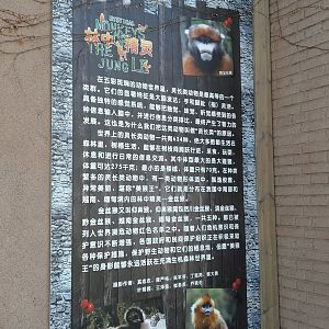 Snub-nosed Monkey Signage