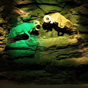 Caprine Tableau in Education Centre