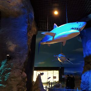 Shark Models in Education Centre