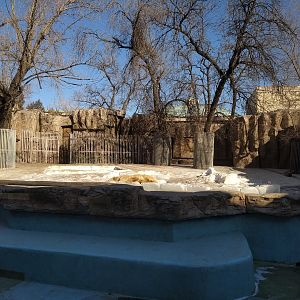 Polar Bear Exhibit in Snow