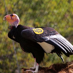 Molloko the California condor