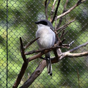 San Clemente loggerhead shrike (Lanius ludovicianus mearnsi)