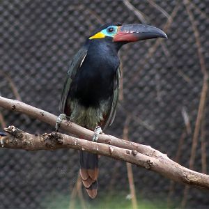 Guianan toucanet (Selenidera piperivora)