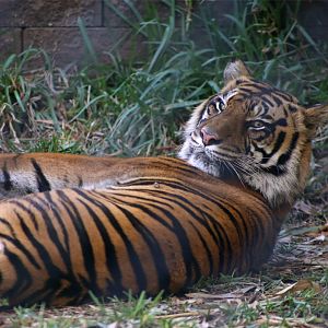 Sumatran tiger