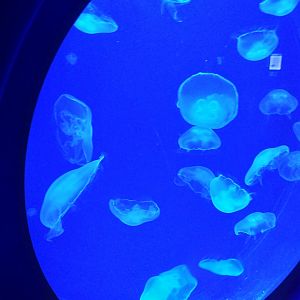 Common jellyfish -BioDomo (2019)