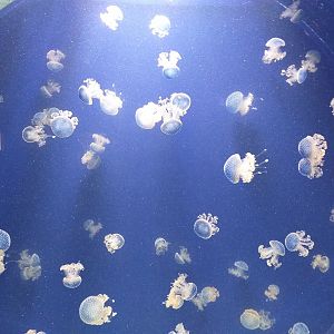 Spotted jellyfish -BioDomo (2019)