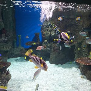 Reef tank (ID please) -BioDomo (2019)