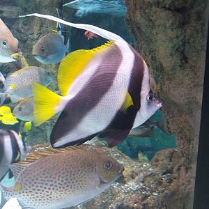 Longfin bannerfish and Orange-spotted Spinefoot -BioDomo (2019)