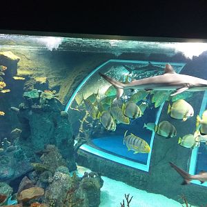 Blacktip reef shark, Golden trevally and Orbicular batfish -BioDomo (2019)