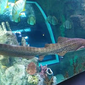 Zebra shark -BioDomo (2019)