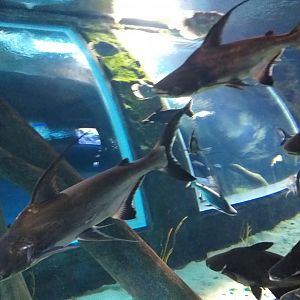 Sutchi catfish in Freshwater tank -BioDomo (2019)