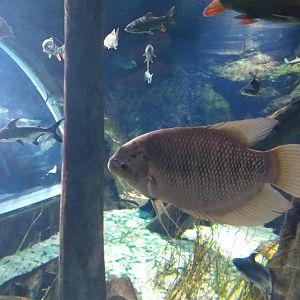 Giant gourami in Freshwater tank -BioDomo (2019)
