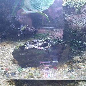 Oriental fire-bellied toad -BioDomo (2019)