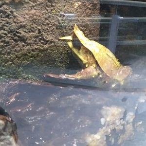 Long-nosed horned frog -BioDomo (2019)