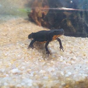 Fire-bellied salamander -BioDomo (2019)