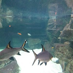 Chinese alligator and Black pond turtle exhibit (Fish ID) -BioDomo (2019)