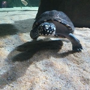 Black pond turtle -BioDomo (2019)