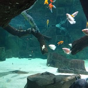 Chinese alligator and Black pond turtle exhibit (Fish ID) -BioDomo (2019)