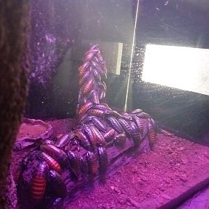 Madagascar giant hissing cockroach -BioDomo (2019)