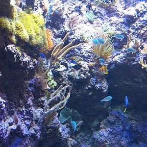 Reef tank (ID please) -BioDomo (2019)