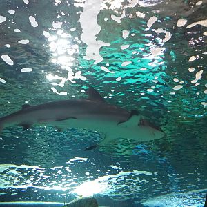 Blacktip reef shark -BioDomo (2019)