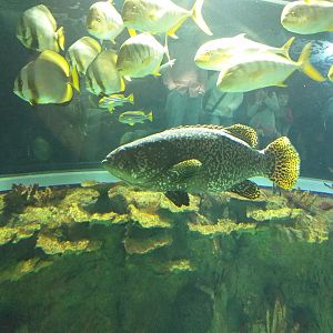 Giant grouper (Fish ID) -BioDomo (2019)