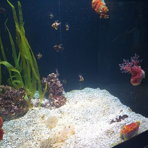 Reverse jellyfish tank (Fish ID) -BioDomo (2019)