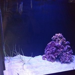 Gardener eel and Razorfish tank -BioDomo (2019)