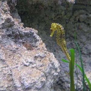 Pot-bellied seahorse -BioDomo (2019)