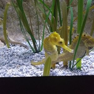 Pot-bellied seahorse -BioDomo (2019)