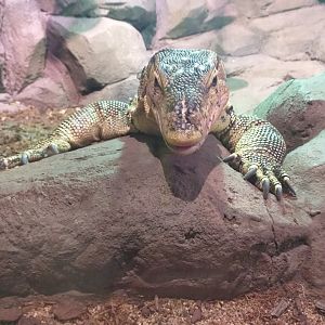 Asian water monitor -BioDomo (2019)