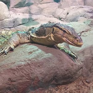 Asian water monitor -BioDomo (2019)