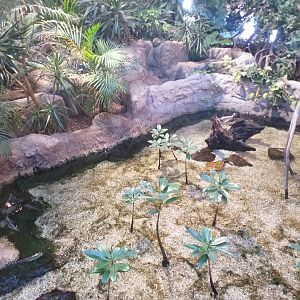 Atlantic mudskipper exhibit -BioDomo (2019)