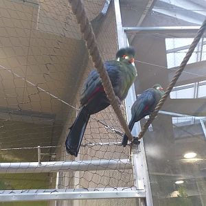 White-cheeked turaco -BioDomo (2019)