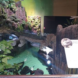 Chinese alligator and Black pond turtle exhibit -BioDomo (2019)