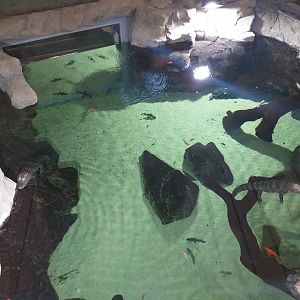 Chinese alligator and Black pond turtle exhibit -BioDomo (2019)
