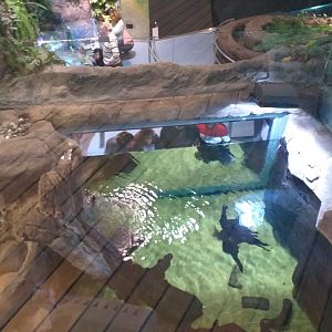 Asian short-clawed otter exhibit -BioDomo (2019)