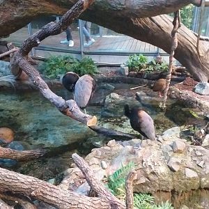 Grey-winged trumpeter and Giant-wood rail -BioDomo (2019)