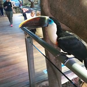 White-throated toucan -BioDomo (2019)