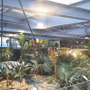 Madagascar zone (Ring-tailed lemur, White-cheeked turaco and Violet turaco) -BioDomo (2019)